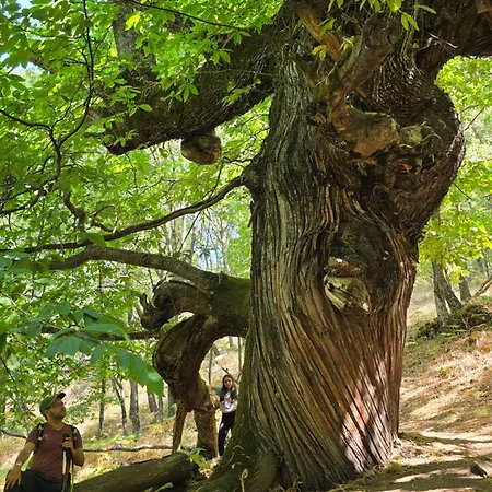 El Triskel De Chumbea- Confort Y Naturaleza En La Sierra De Bejar Apartment