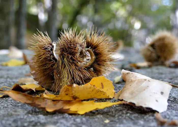 Apartment El Triskel De Chumbea, Excepcional Con Maravillosas Vistas A 5km De Bejar Navalmoral de Bejar